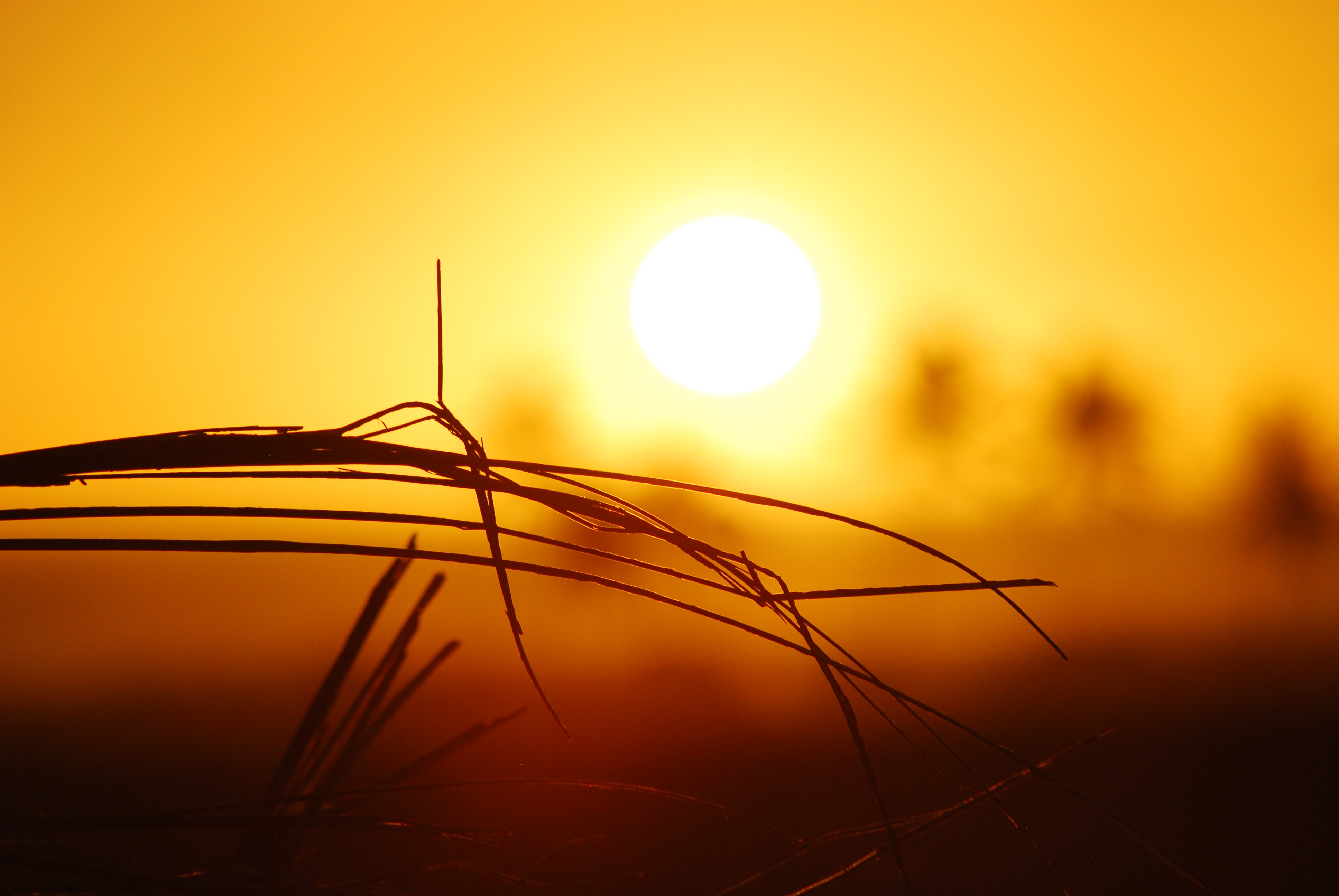 sole caldo.jpg